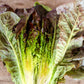 LETTUCE 'Cimmaron'