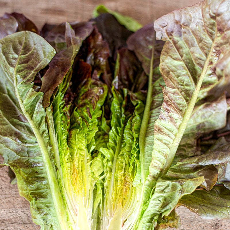 LETTUCE 'Cimmaron'