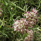 Funastrum cynanchoides --Climbing Milkweed Vine--