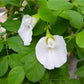 PEA 'White Queen Butterfly' --Clitoria ternatea var. albiflora--