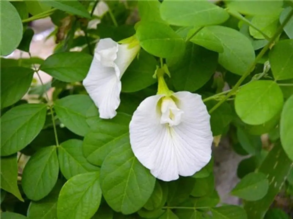 PEA 'White Queen Butterfly' --Clitoria ternatea var. albiflora--