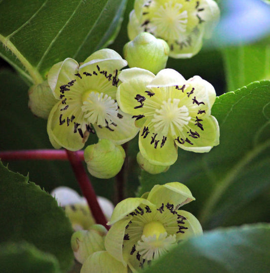 KIWI 'Hardy Male' --Actinidia arguta--