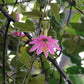 PASSIONFLOWER 'Tauso' --Passiflora coactilis--