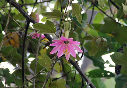 PASSIONFLOWER 'Tauso' --Passiflora coactilis--