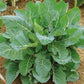 COLLARDS 'Georgia Southern'