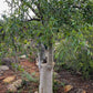 MYRRH 'Daro' --Commiphora aprevalii--