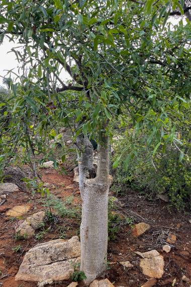 MYRRH 'Daro' --Commiphora aprevalii--