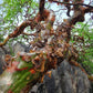 MYRRH 'Daro' --Commiphora aprevalii--