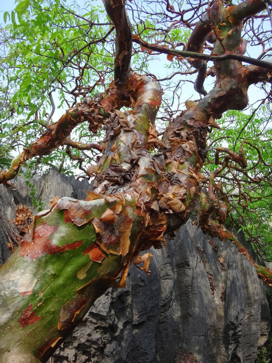 MYRRH 'Daro' --Commiphora aprevalii--