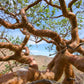 CORKWOOD 'Blue-Leaved' --Commiphora glaucescens--