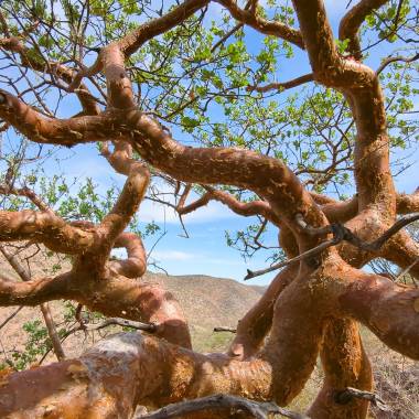 CORKWOOD 'Blue-Leaved' --Commiphora glaucescens--