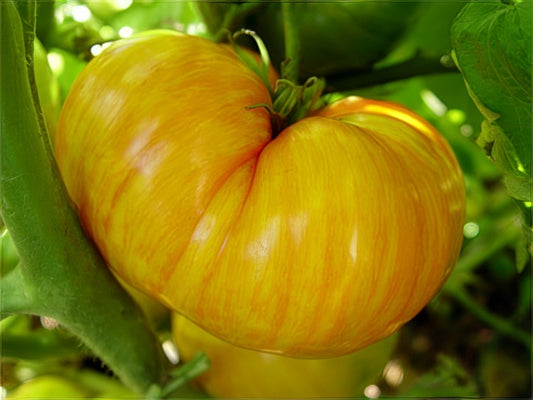 TOMATO 'Copia'