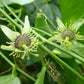PASSIONFLOWER 'Corkystem' --Passiflora suberosa--