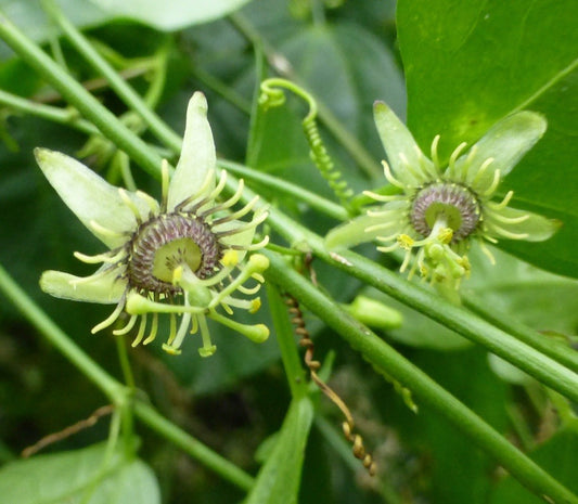 PASSIONFLOWER 'Corkystem' --Passiflora suberosa--
