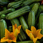 SQUASH 'Costata Romanesco'