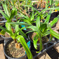 Crinum --Kim Maureen Lily--
