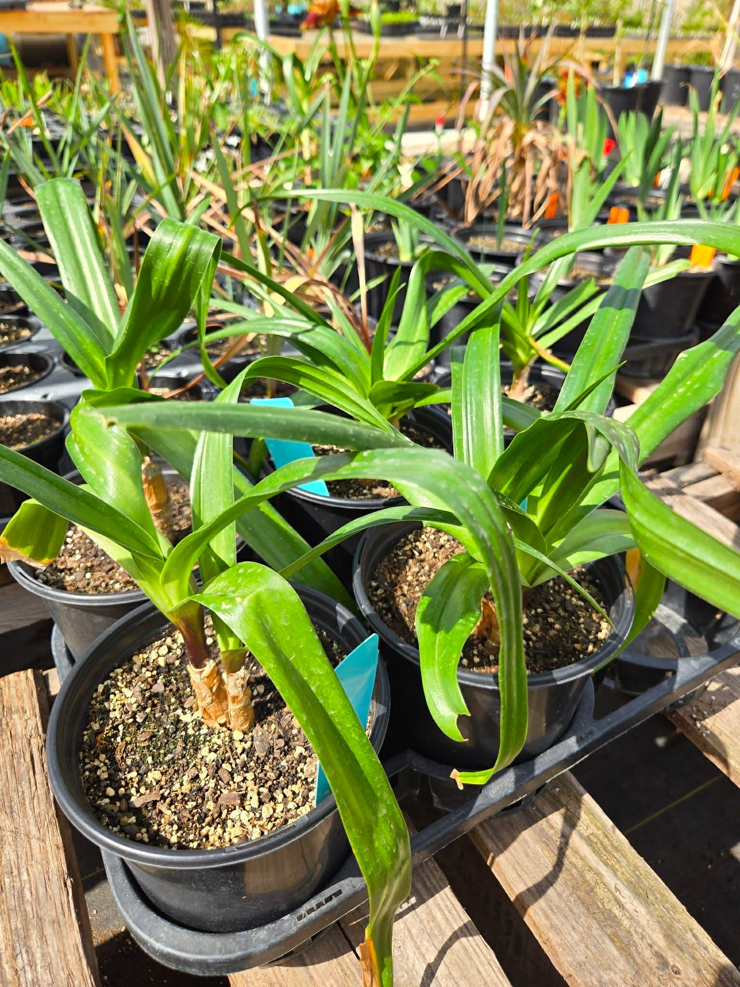 Crinum --Kim Maureen Lily--