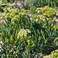 FENNEL 'Sea' --Crithmum maritimum--