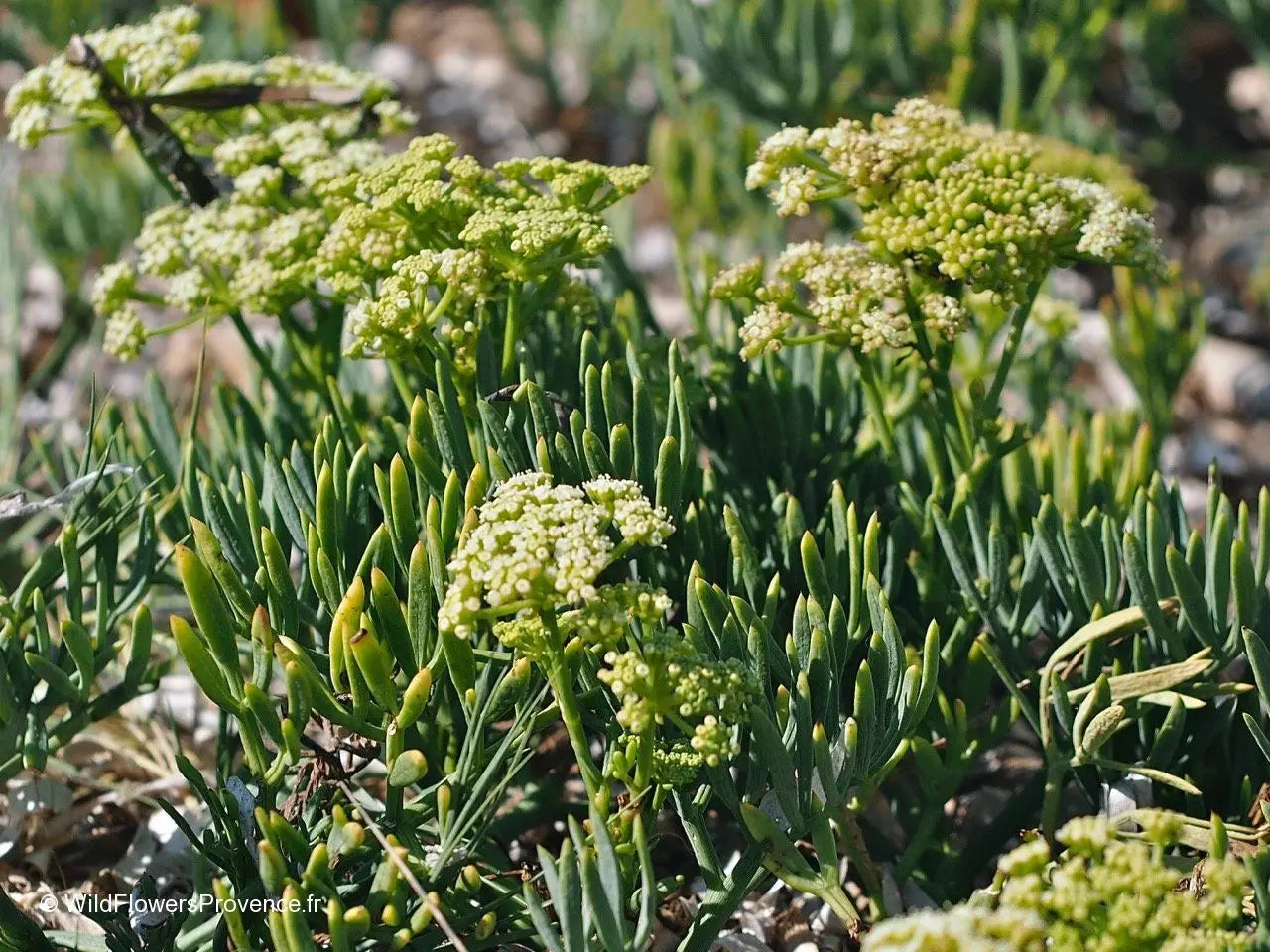 FENNEL 'Sea' --Crithmum maritimum--