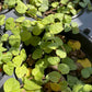 Ficus pumila --Fig Ivy--