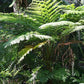 Cyathea australis --Rough Tree Fern--