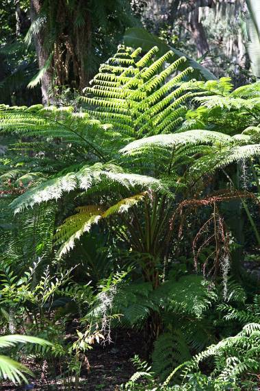 Cyathea australis --Rough Tree Fern--