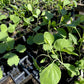 KALE 'Spooner's'