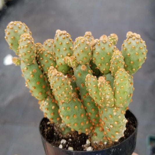 Opuntia rufida minima f. monstrosa --Mini Cinnamon Cactus--