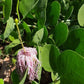 CAPER BUSH 'Cartilage' --Capparis cartilaginea--