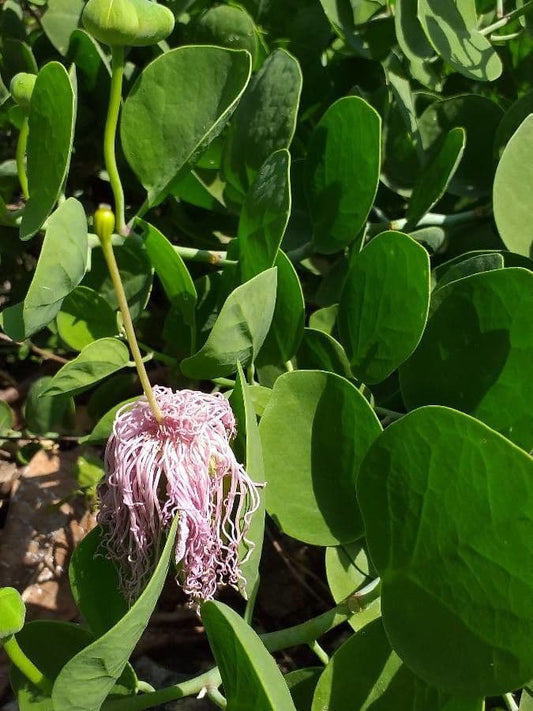 CAPER BUSH 'Cartilage' --Capparis cartilaginea--