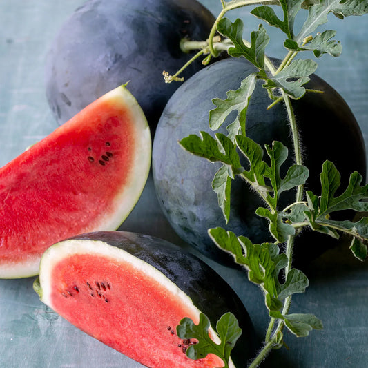 MELON 'Sugar Baby Watermelon'