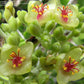 Alluaudia humbertii