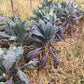 KALE 'Dazzling Blue Dinosaur'