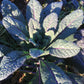 KALE 'Dazzling Blue Dinosaur'