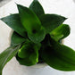 Sansevieria trifasciata --Jade Dwarf Snake Plant--