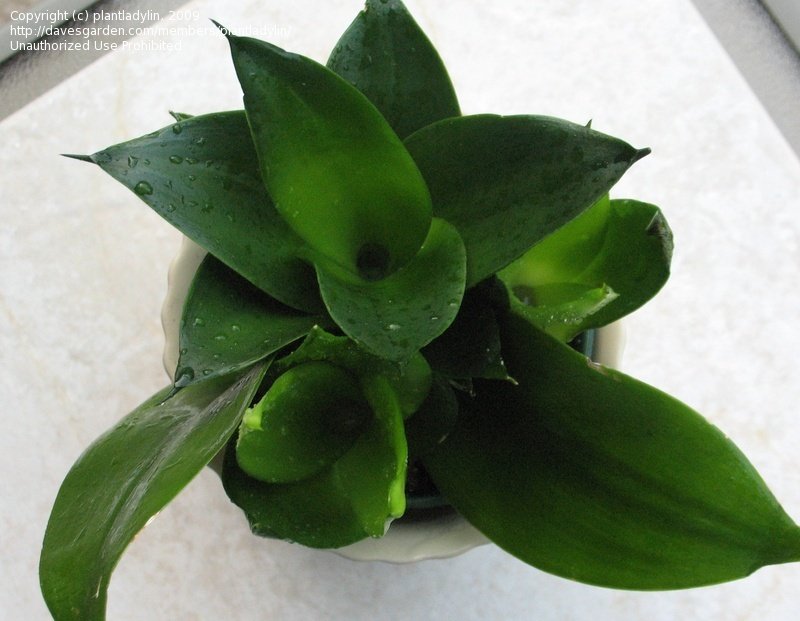 Sansevieria trifasciata --Jade Dwarf Snake Plant--