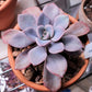 Graptoveria 'Debbie'