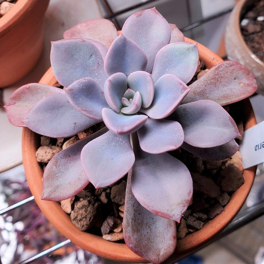 Graptoveria 'Debbie'