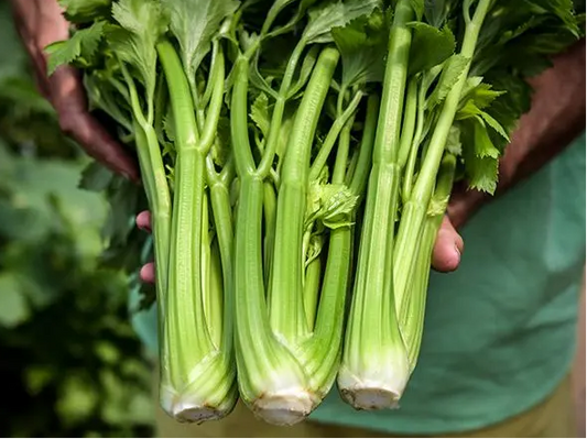 CELERY 'D'Elne'