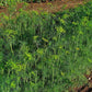 DILL 'Delight' --Anethum graveolens--
