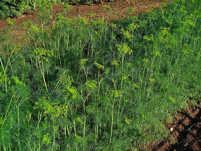 DILL 'Delight' --Anethum graveolens--