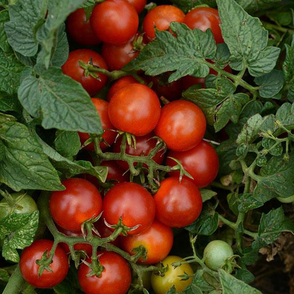 TOMATO 'Bing Cherry'