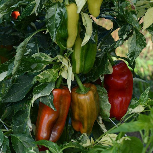 PEPPER 'Candy Cane Bell'