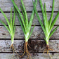 ALOE VERA 'Small-Leaf' --Aloe barbadensis--