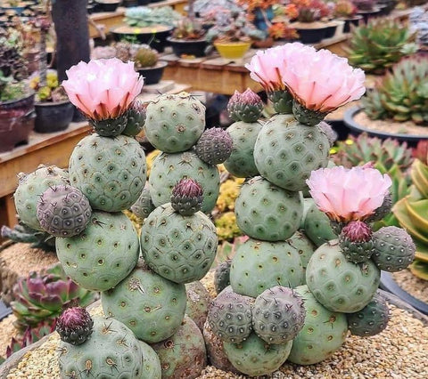 Tephrocactus geometricus --Geometric Cactus--