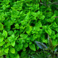 SPINACH 'Sissoo' --Alternanthera sissoo--