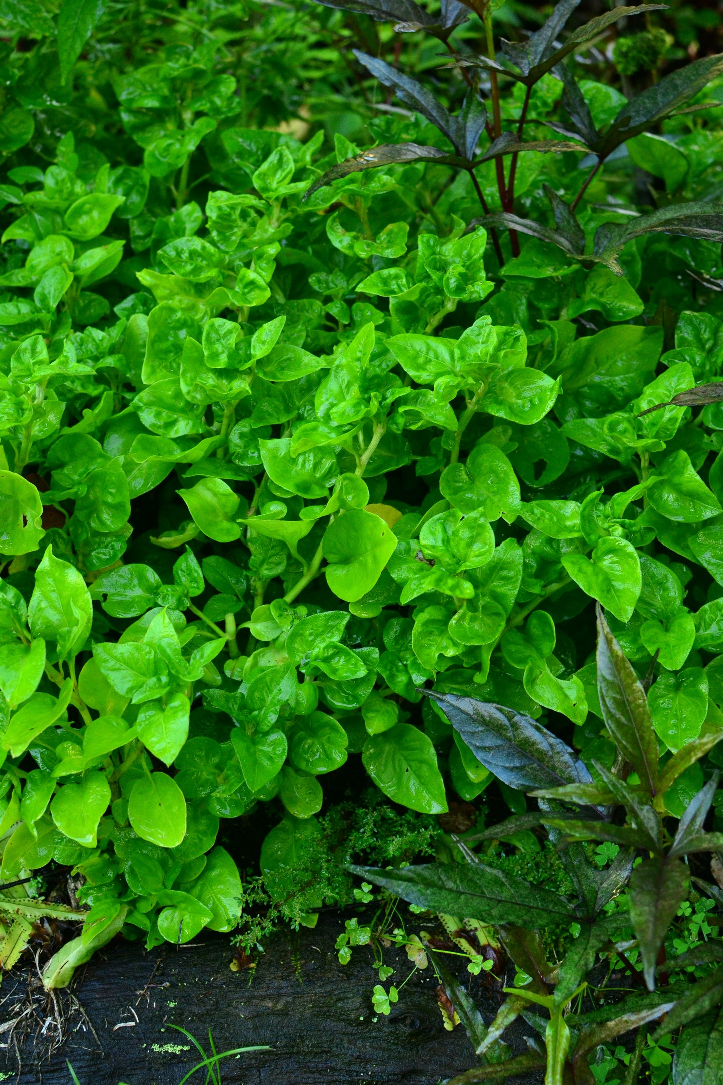 SPINACH 'Sissoo' --Alternanthera sissoo--