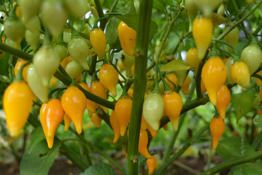 PEPPER 'Biquinho Yellow'