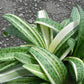 Drimiopsis kirkii 'Variegata' --Variegated Giant Squill--