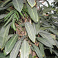 Philodendron crassinervium